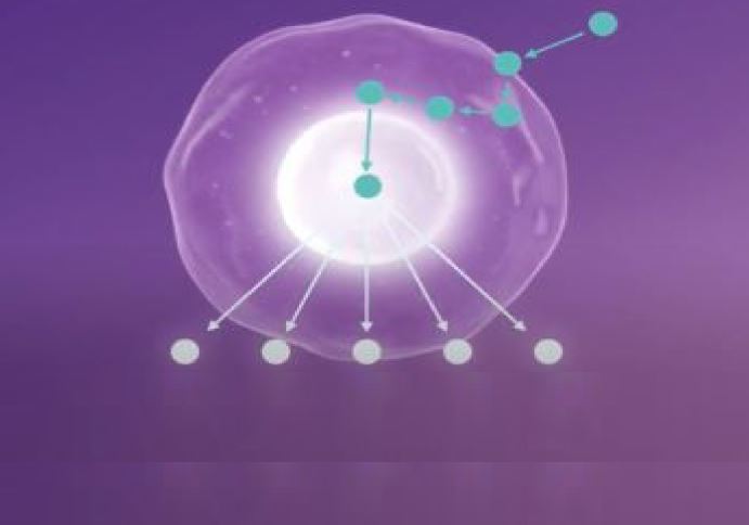 Philips OncoSignal: Molecular Pathway Dx video