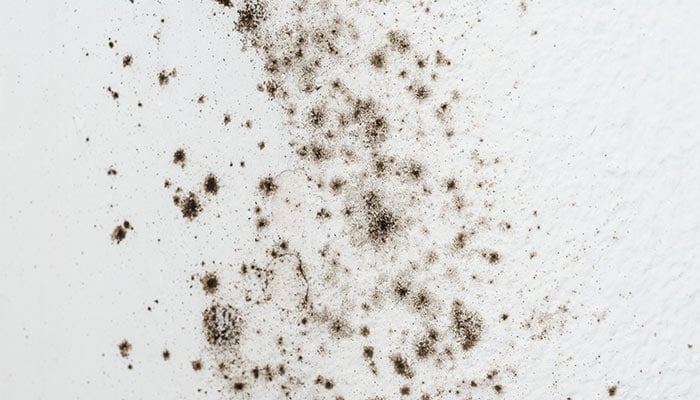 Alergeni u kući – Buđ